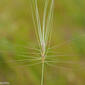 Medusahead (Taeniatherum caput-medusae)
